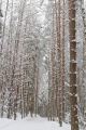 _MG_5204.jpg