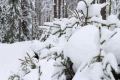 _MG_5234.jpg