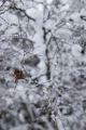 _MG_5247.jpg