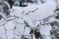 _MG_5249.jpg